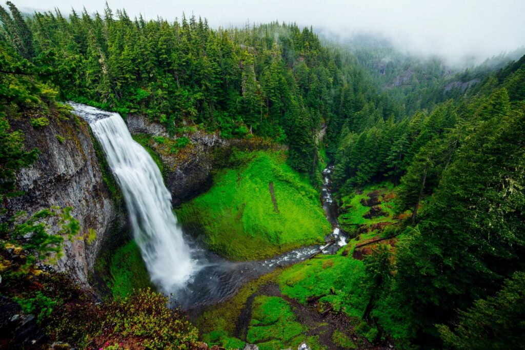 Waterfall in forest with lush green foliage and dense trees