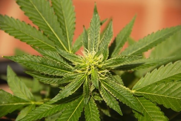 Image of Delta-8 Hemp Flower Legality By State