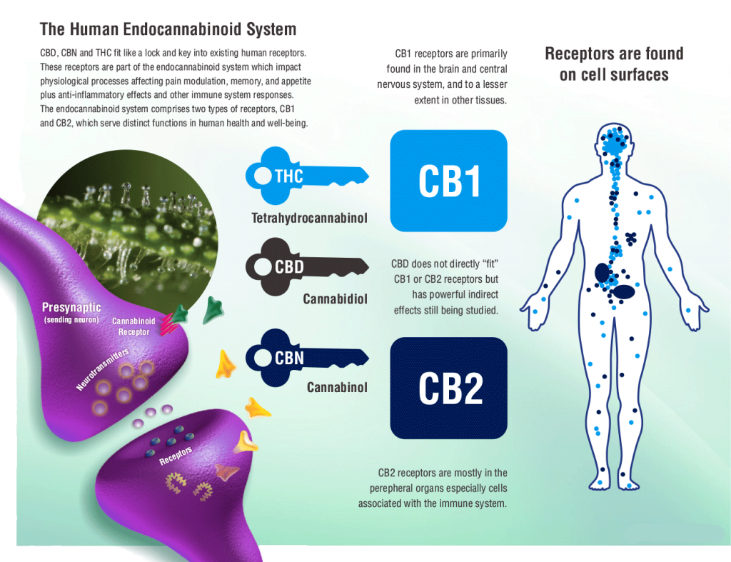 The Endocannabinoid System and receptor sites in the human body. Identifieds THC, CBD, CBN receptors for CB1 & CB2