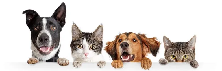Discover the Perfect Pet CBD Dosage with Our Easy Calculator