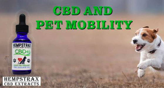 Pet running with Improved Dog Mobility with CBD and 1,000mg Isolate Pet CBD Tincture at OC Wellness Solutions